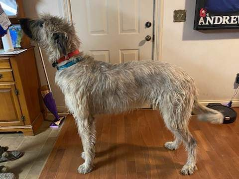 Bluegrass's Neverending Falkor