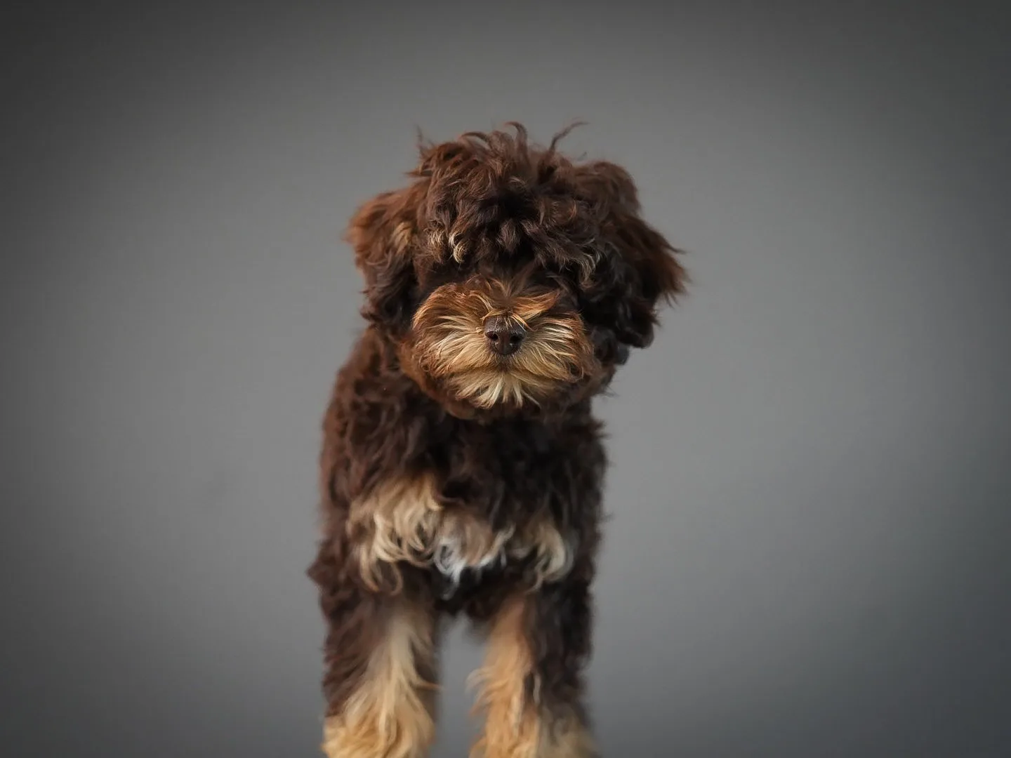 One of our Chocolate Phantom Toy Schnoodle Females. She’s 5 lbs and incredible! First generation. More puppies coming in the next couple weeks.