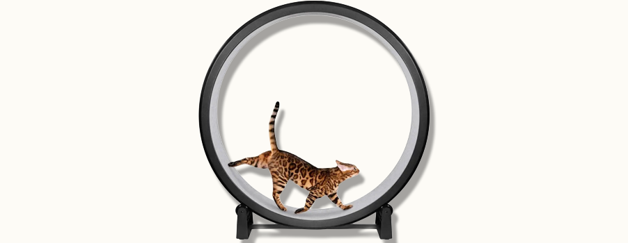 One Fast Cat Exercise Wheel