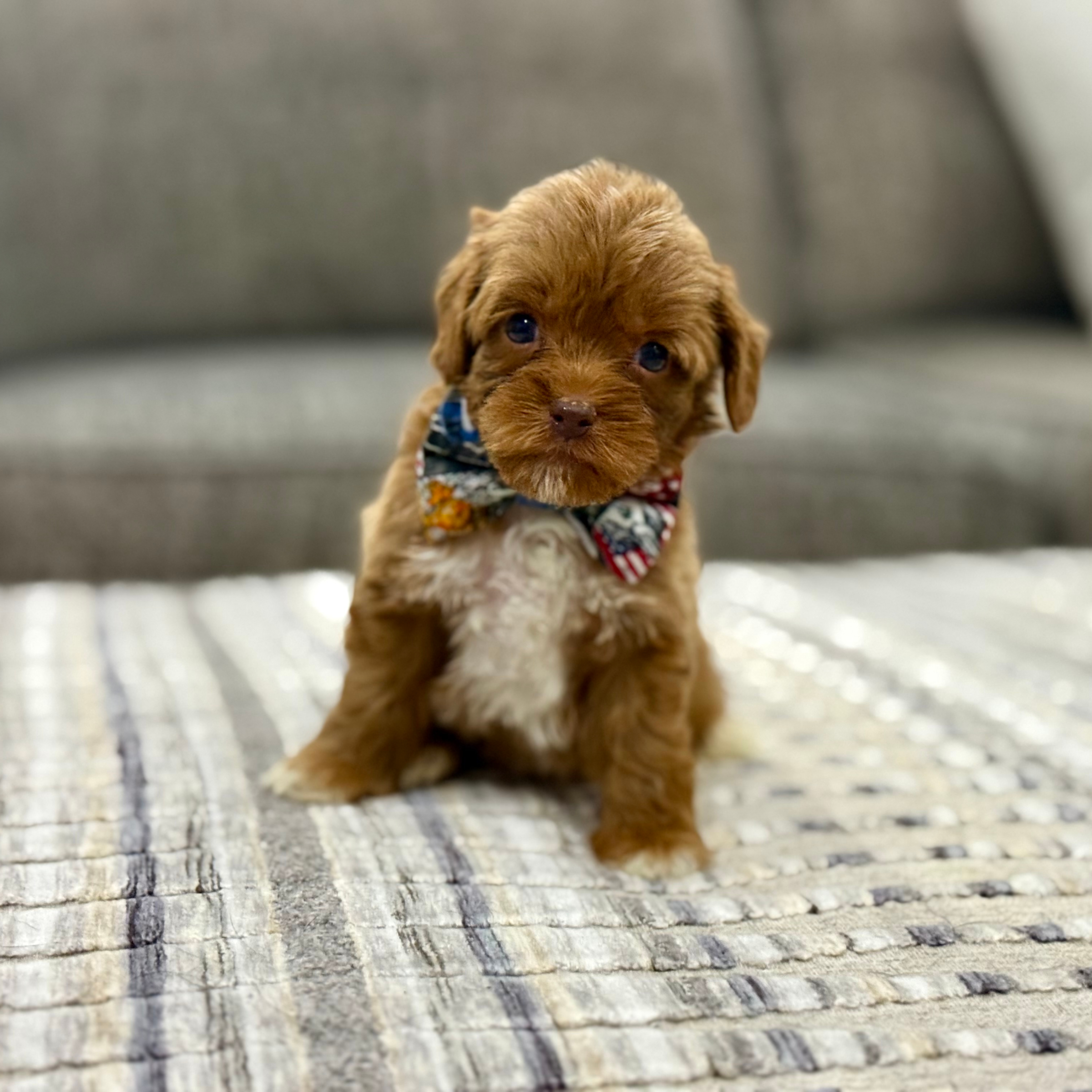 Labradoodle Puppies Quarter