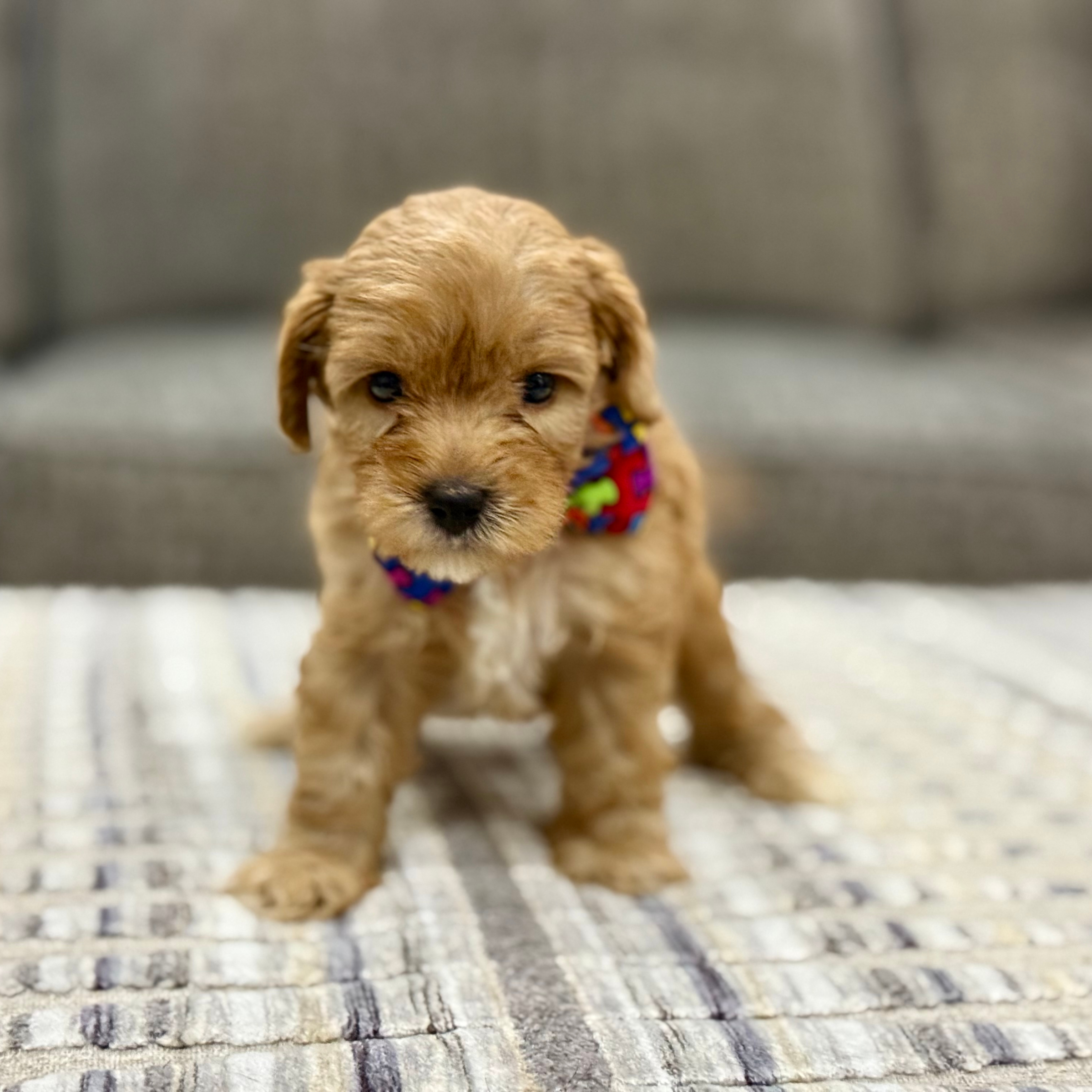 Labradoodle Puppies Dime