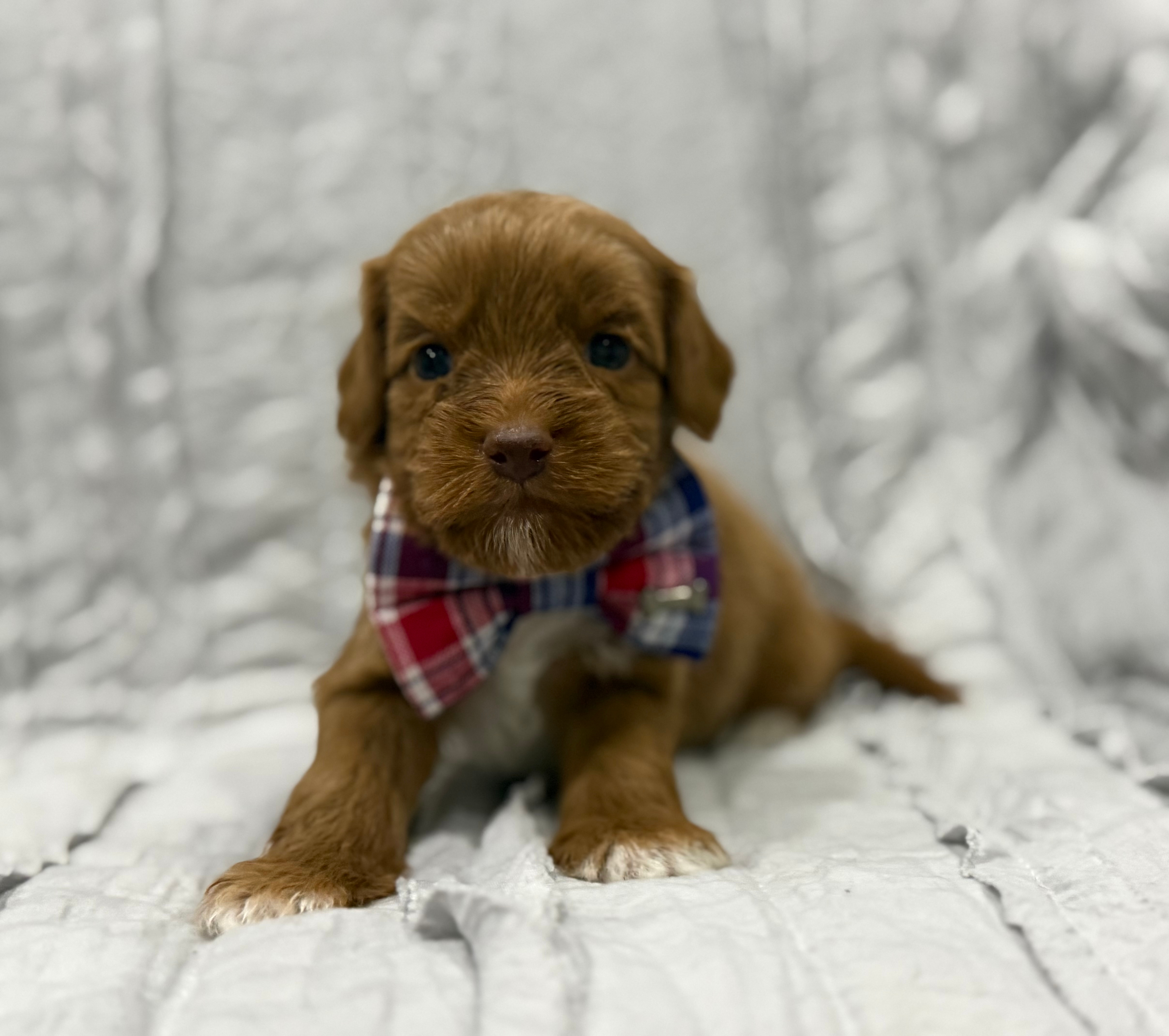Labradoodle Puppies Half Dollar