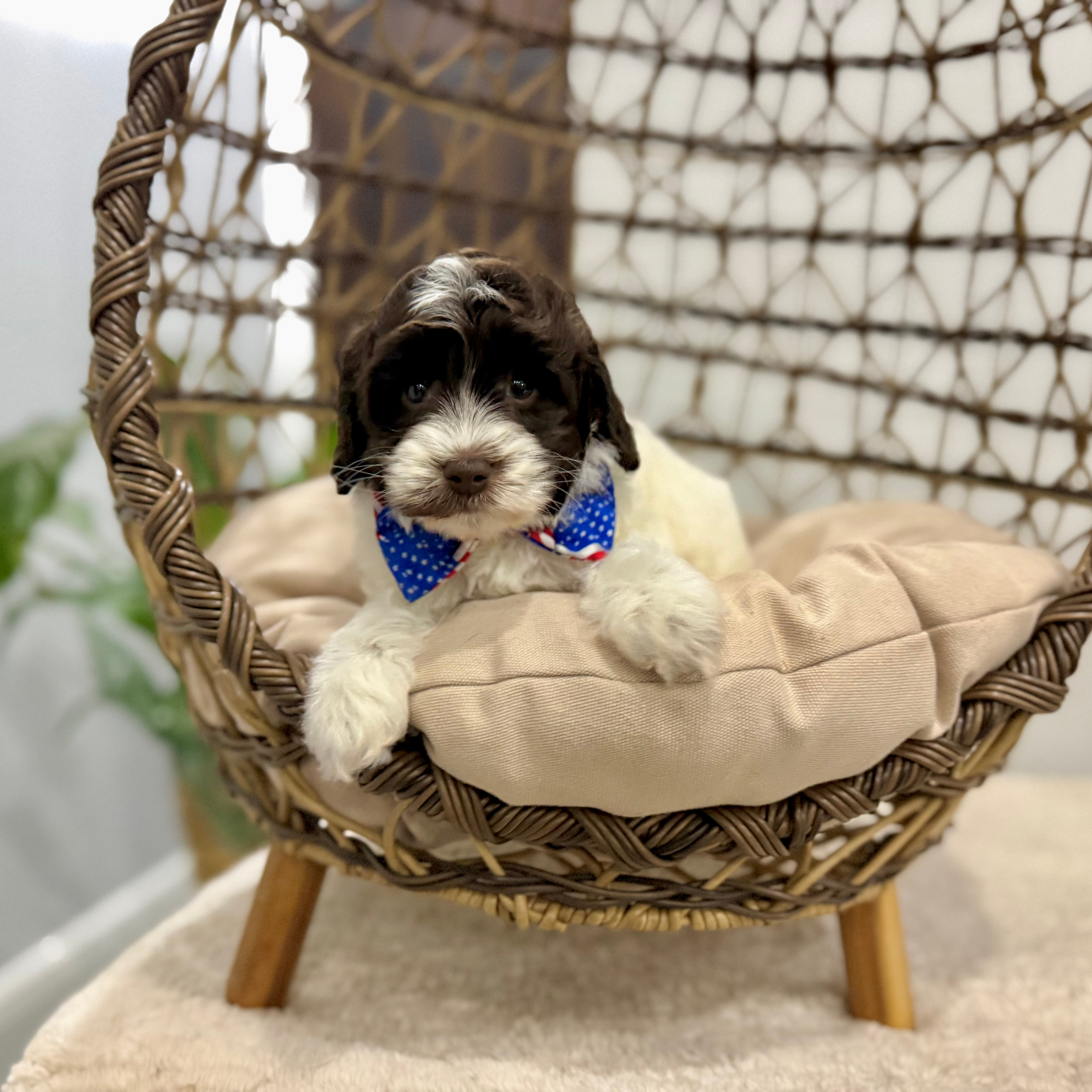 Labradoodle Puppies Milo